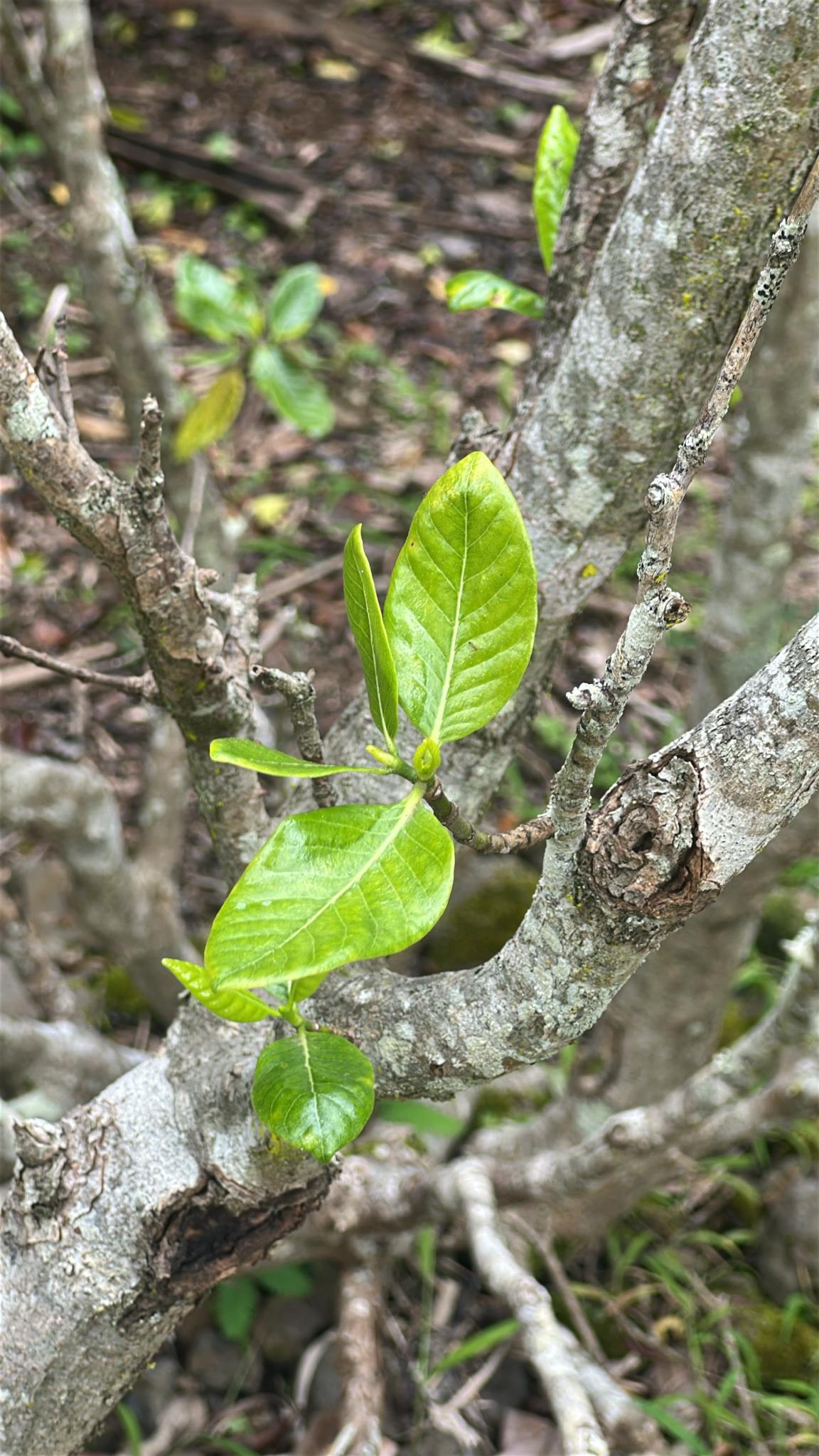 Gardenia brighamii
