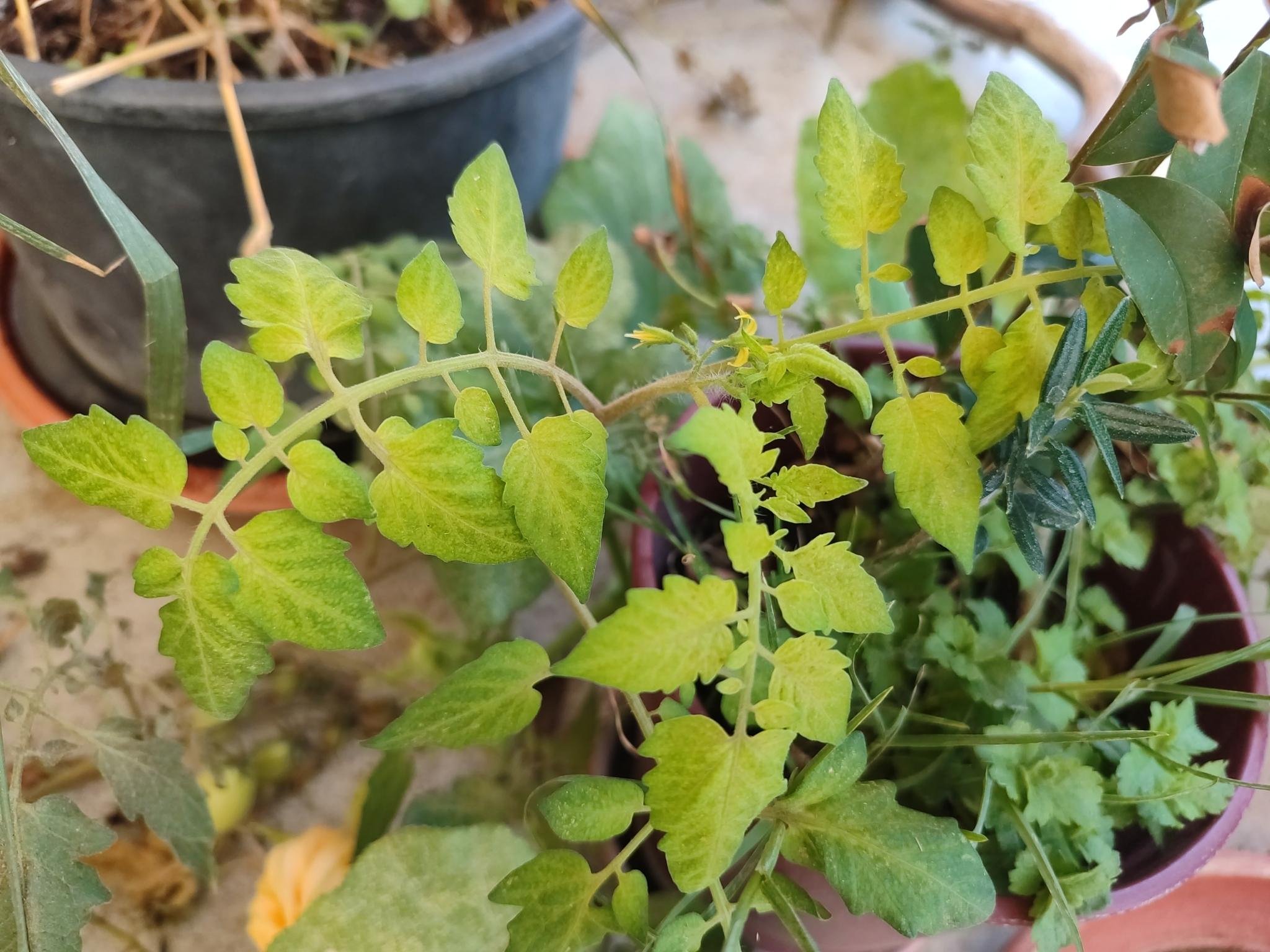 Tomato yellow leaf curl virus