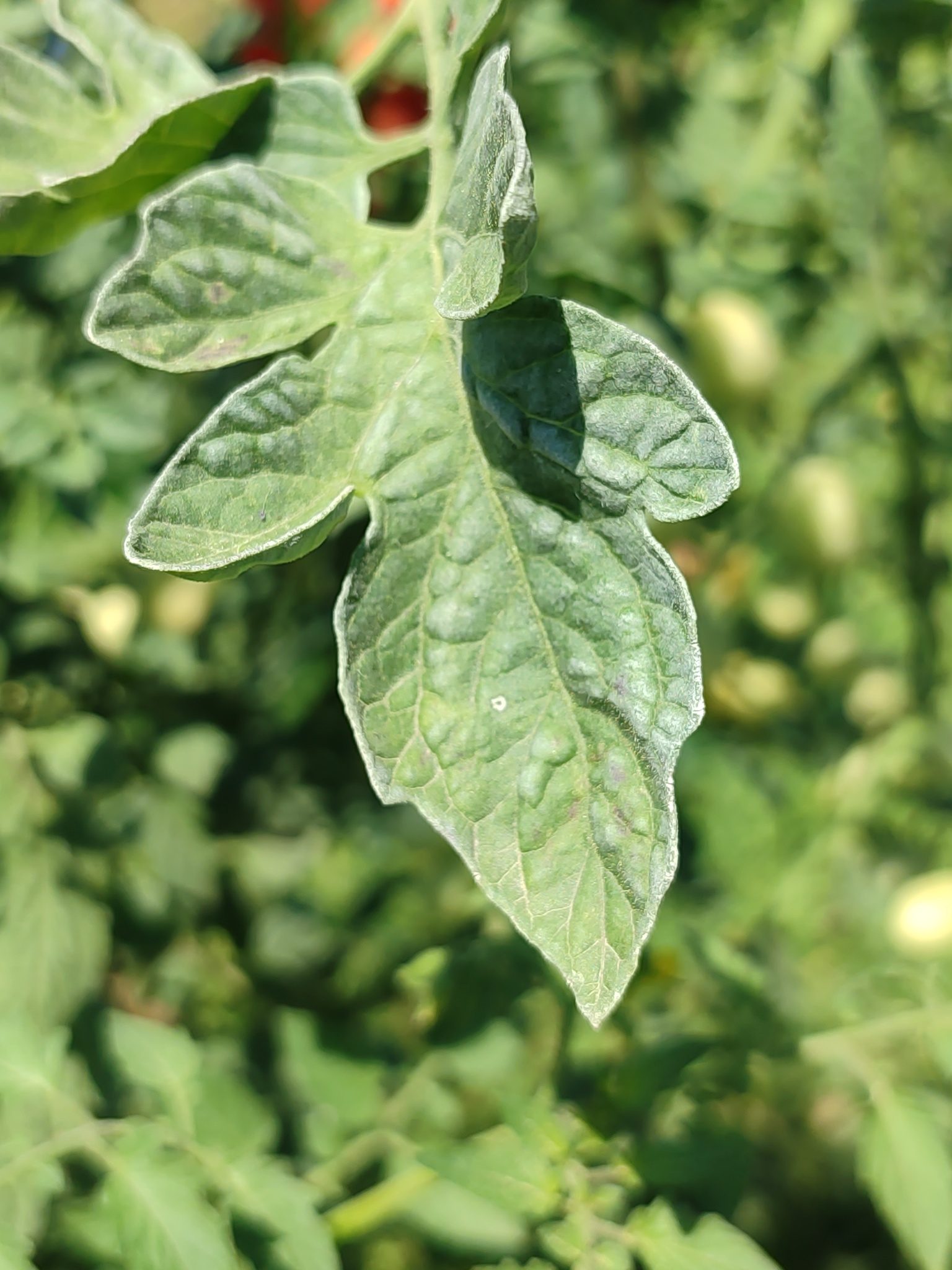 Tomato yellow leaf curl virus