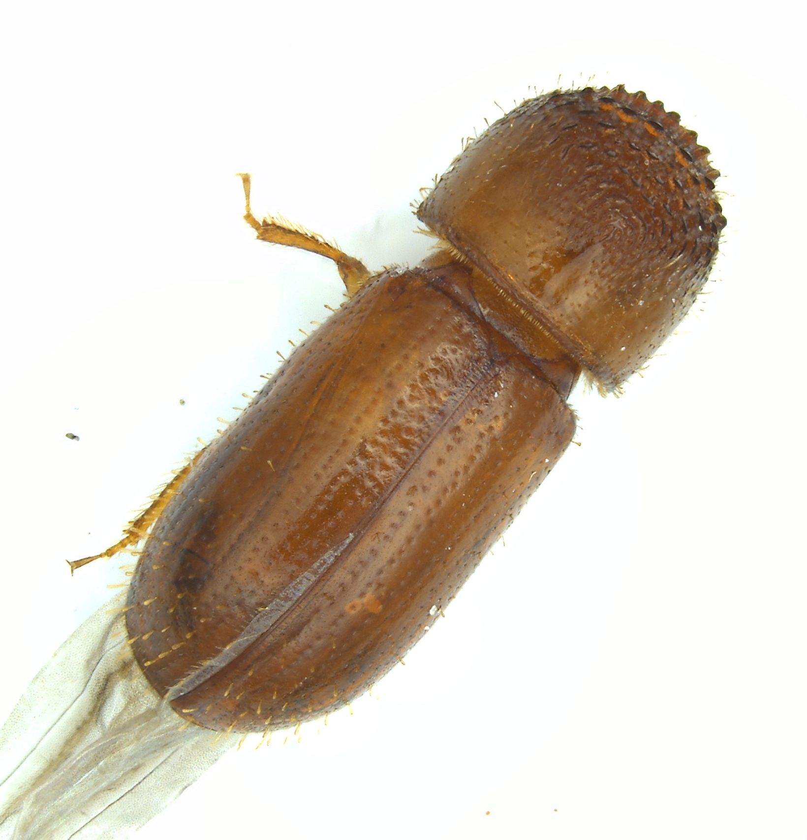 Cryptocarenus seriatus