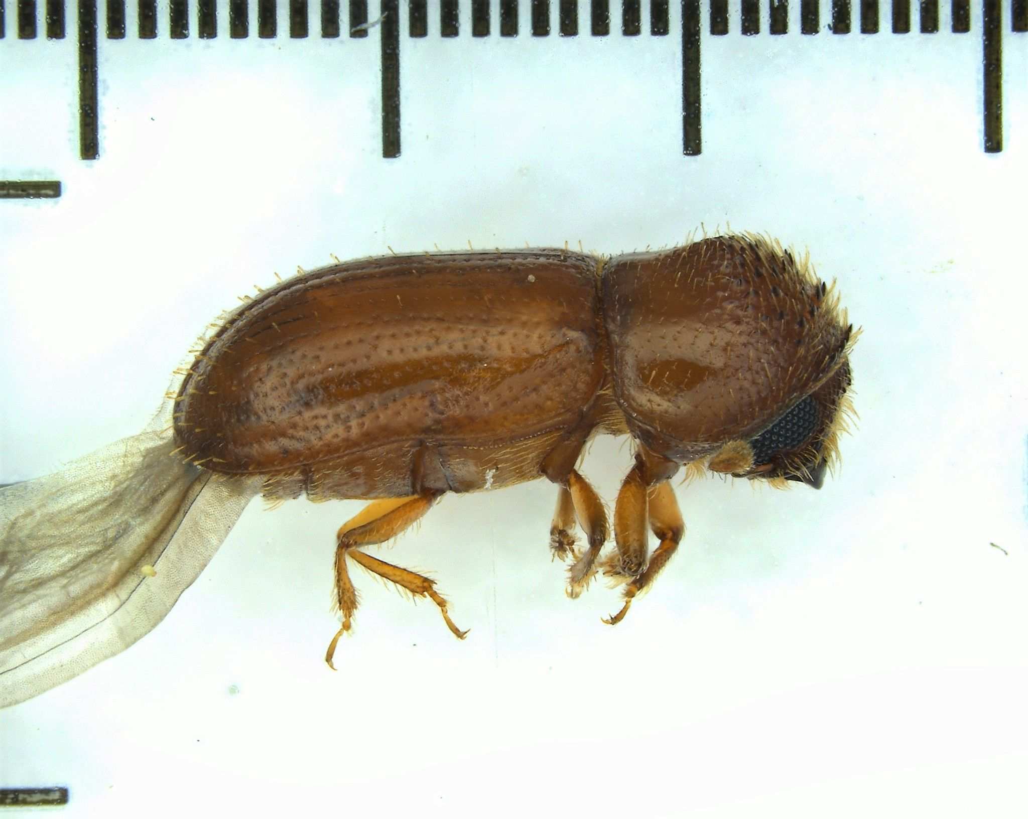 Cryptocarenus seriatus