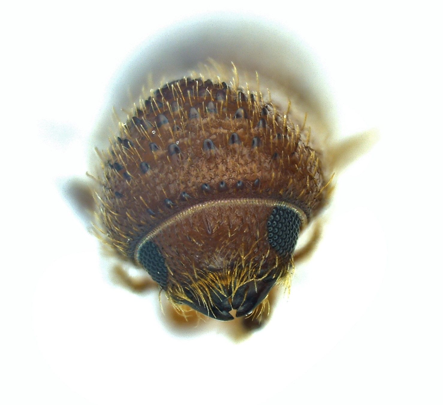Cryptocarenus seriatus