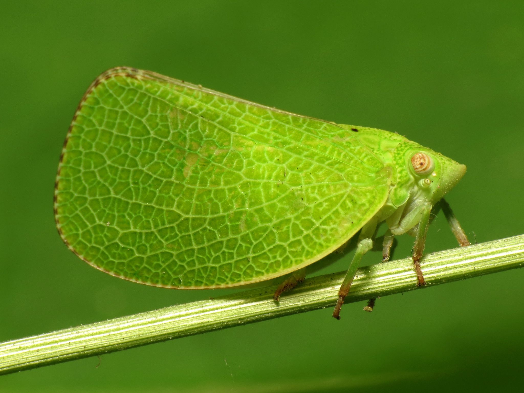 Acanalonia