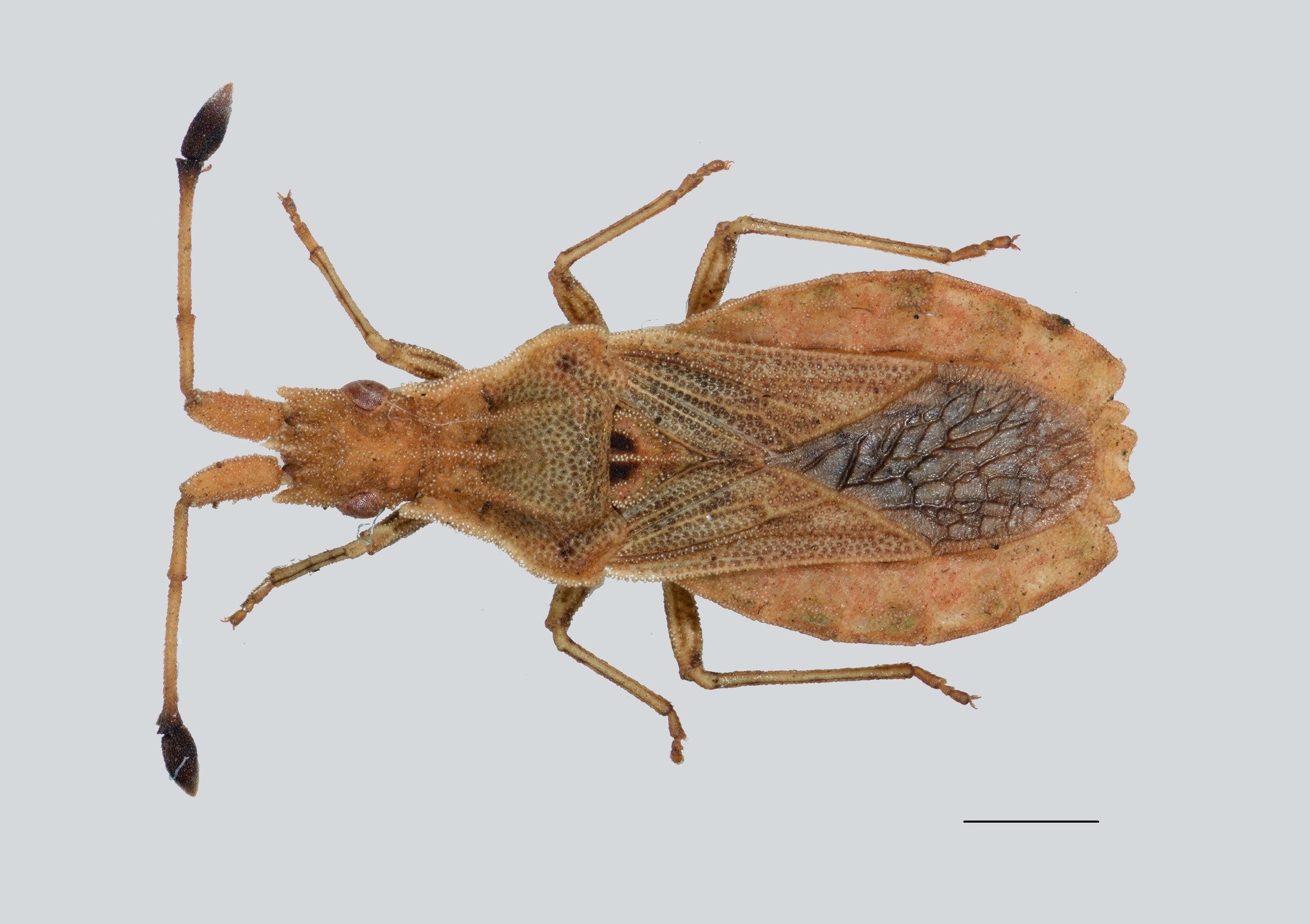 Spathocera