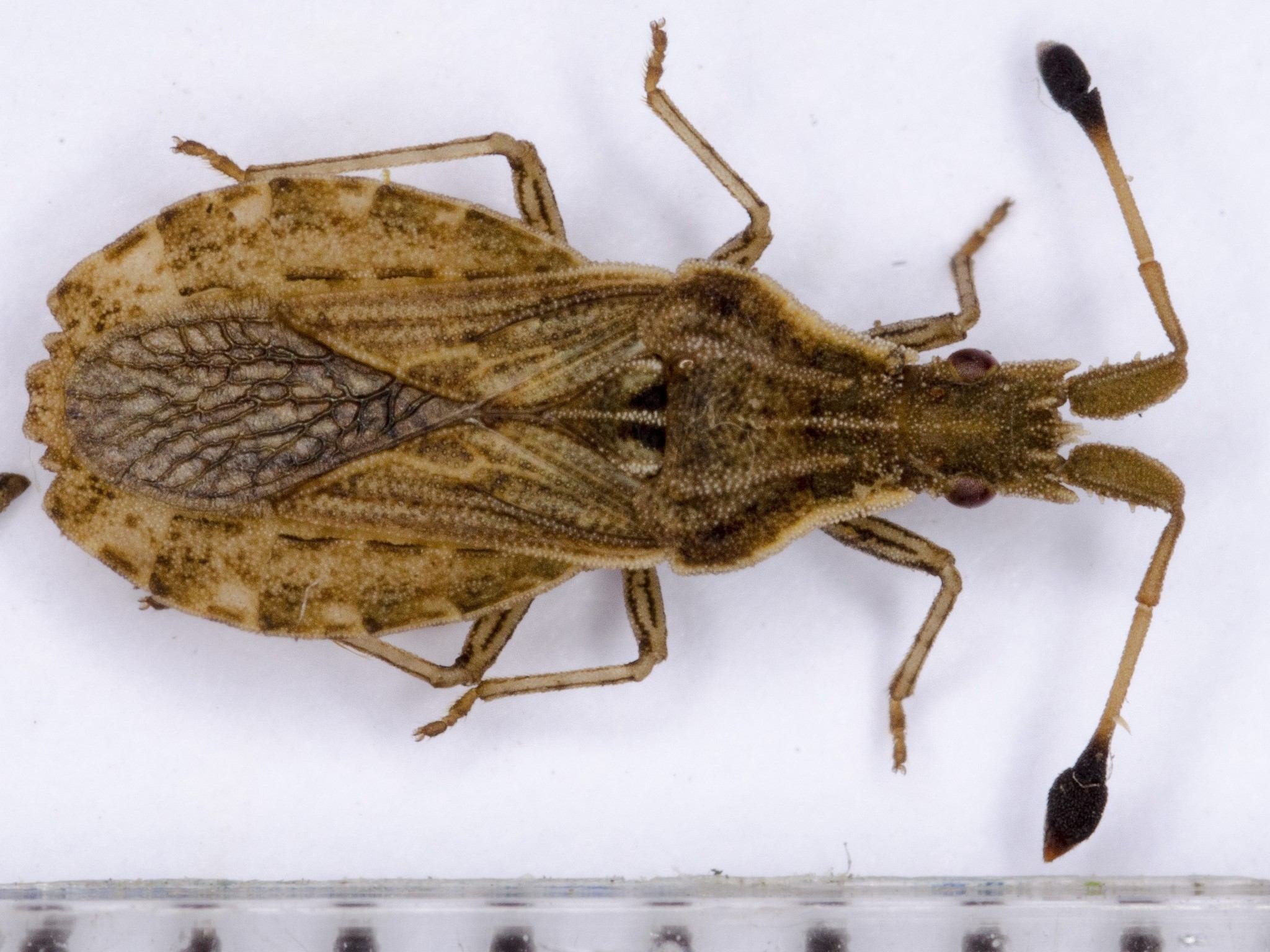 Spathocera