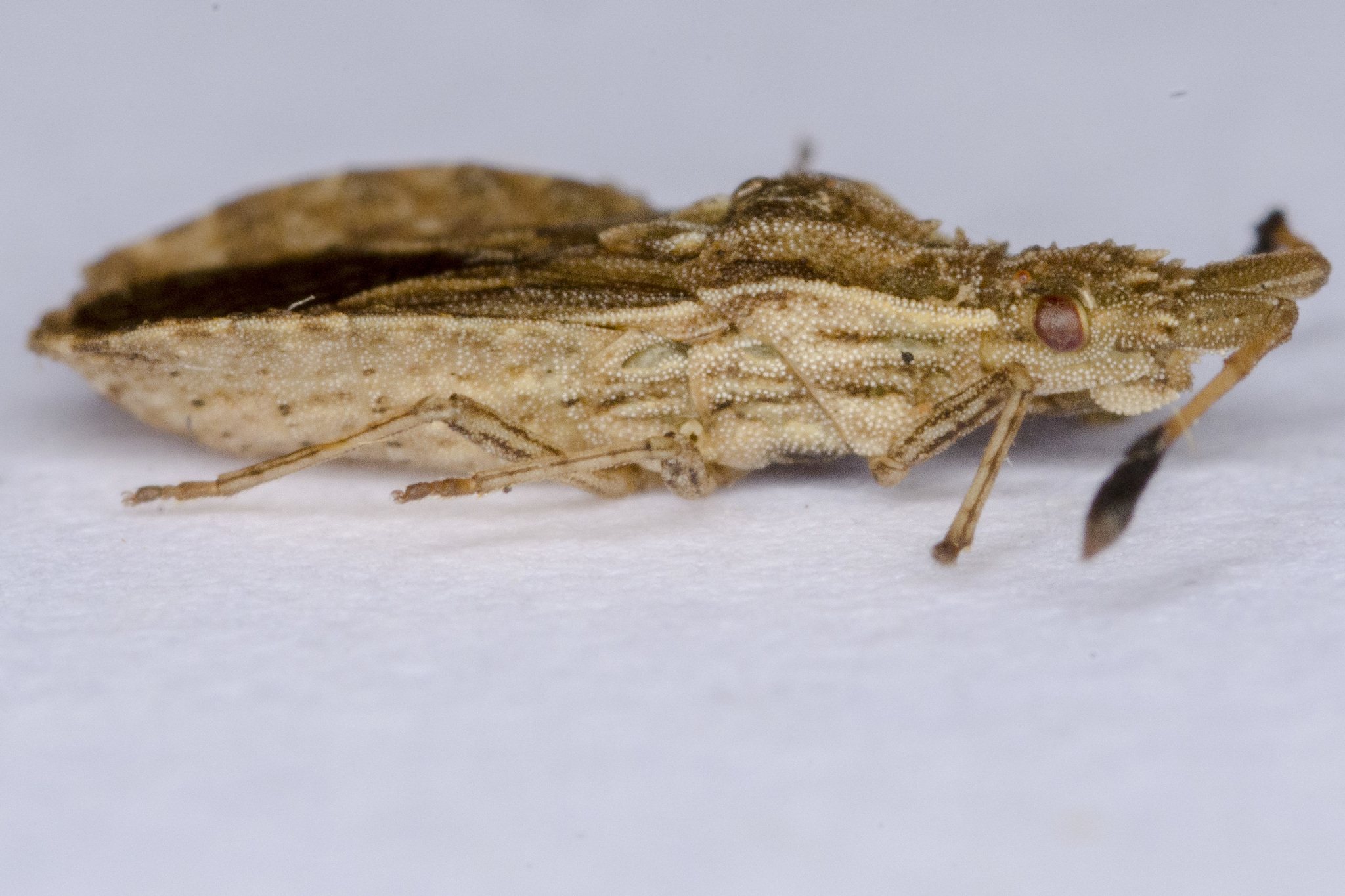 Spathocera