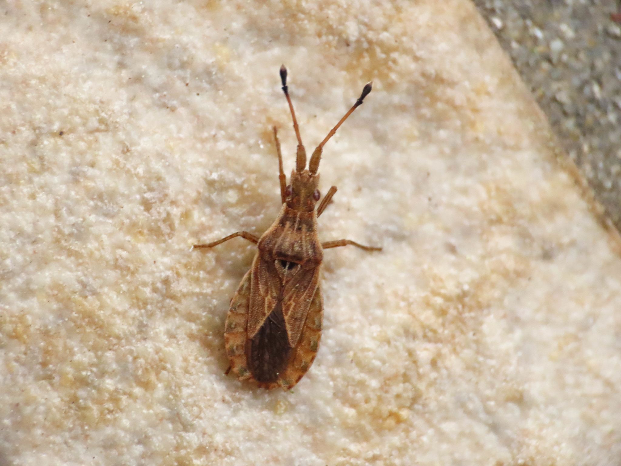 Spathocera