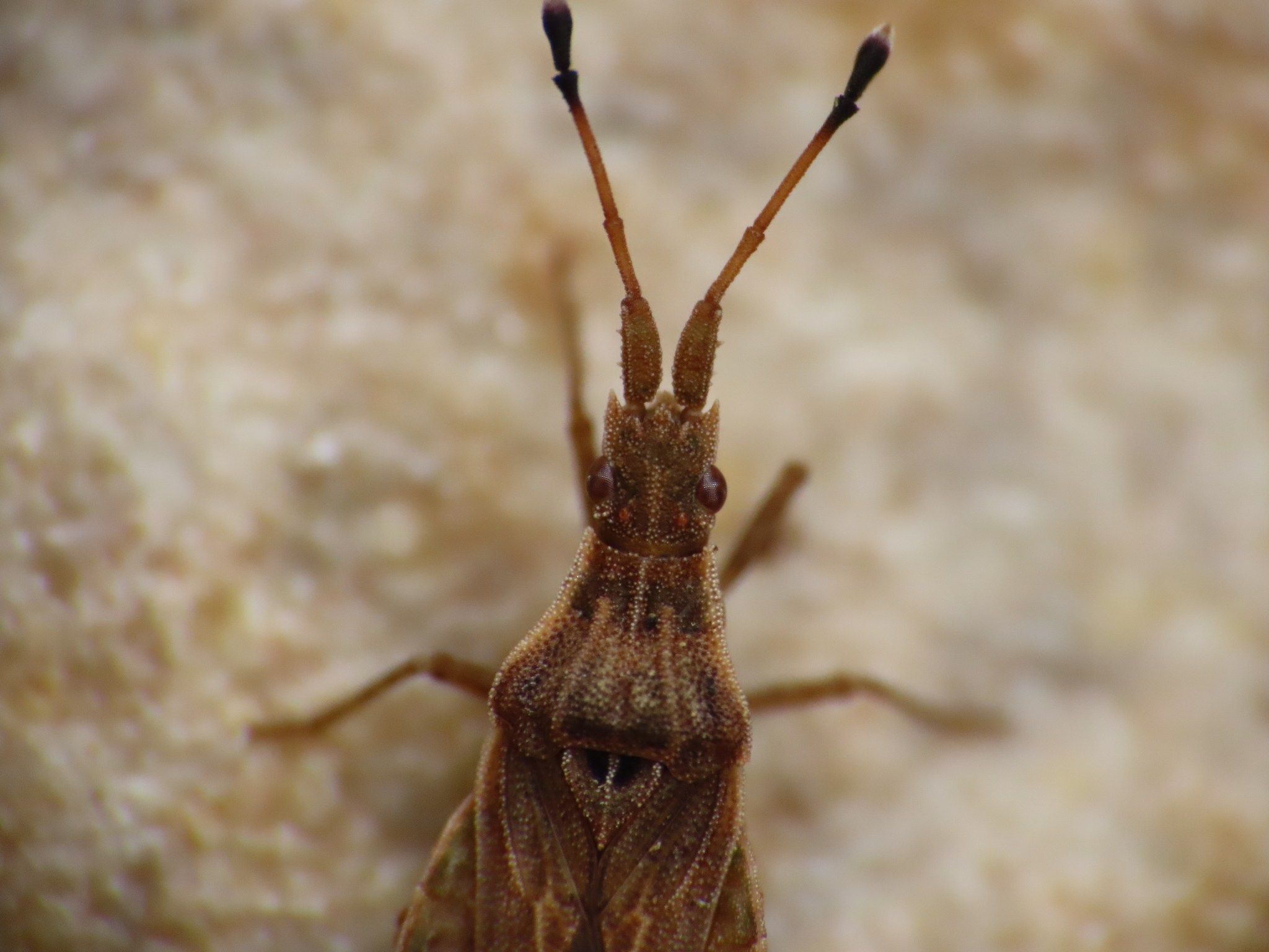 Spathocera