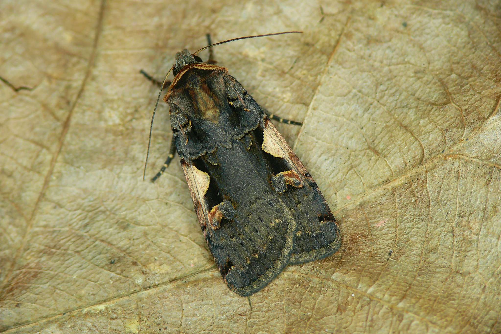 Xestia c-nigrum