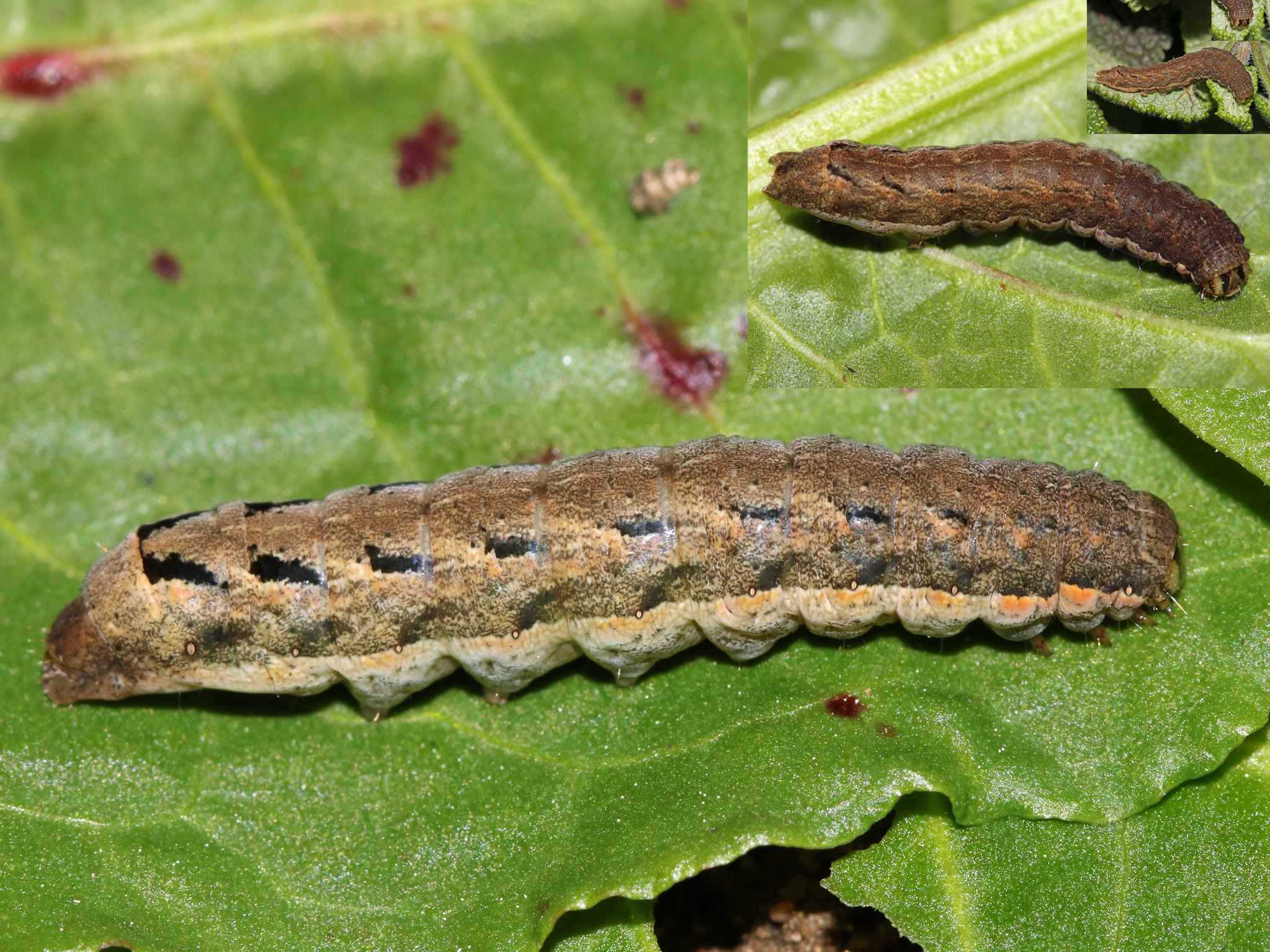 Xestia c-nigrum