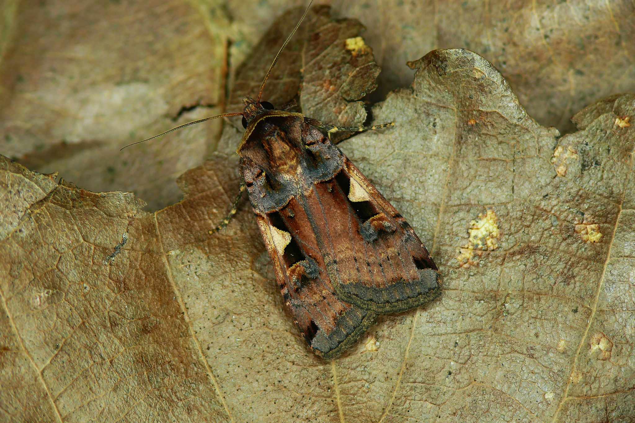 Xestia c-nigrum