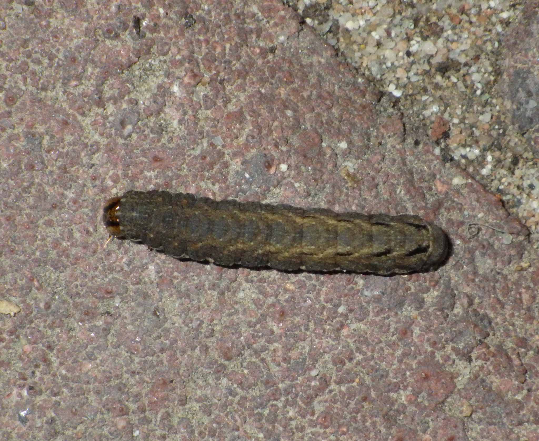 Xestia c-nigrum
