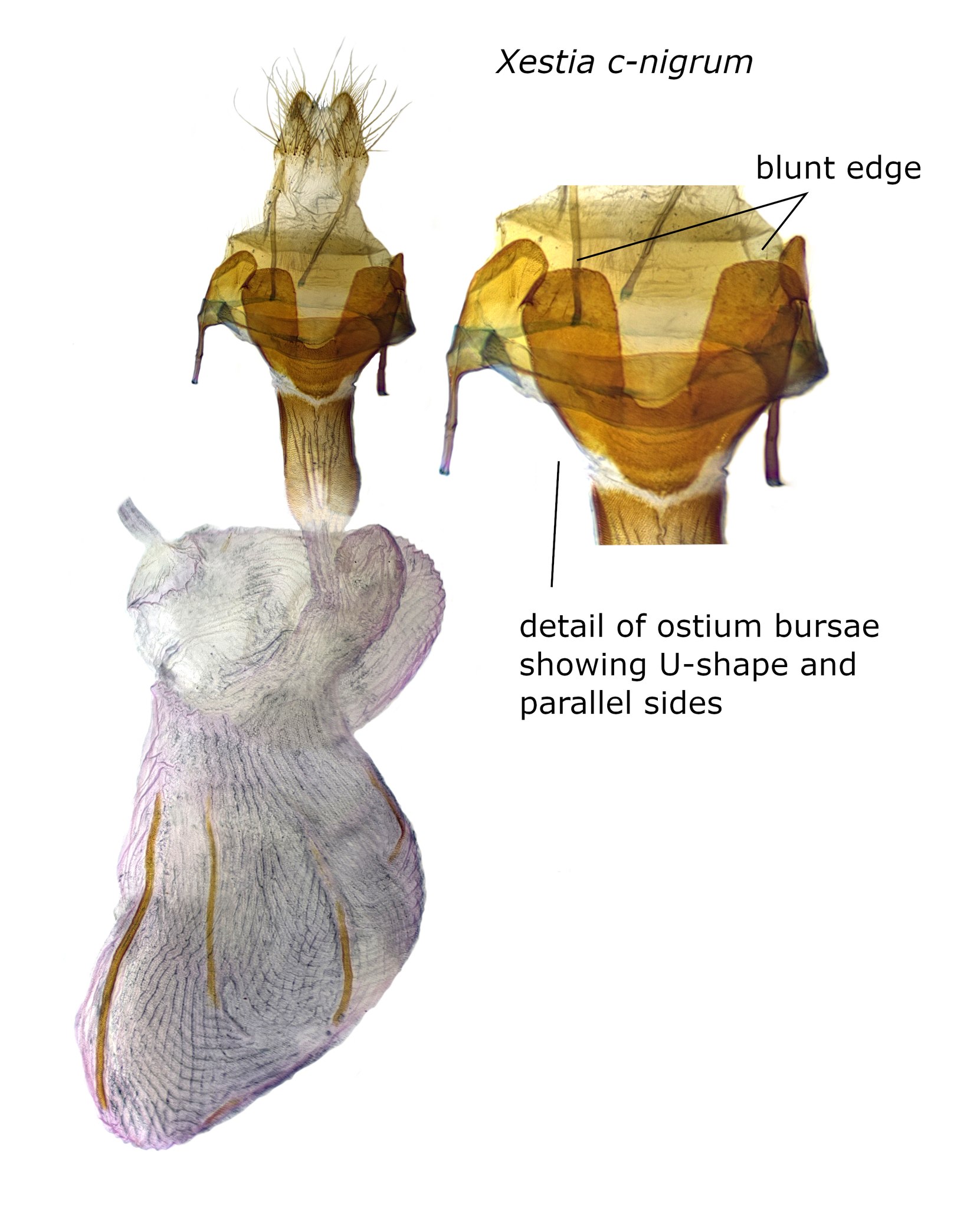 Xestia c-nigrum