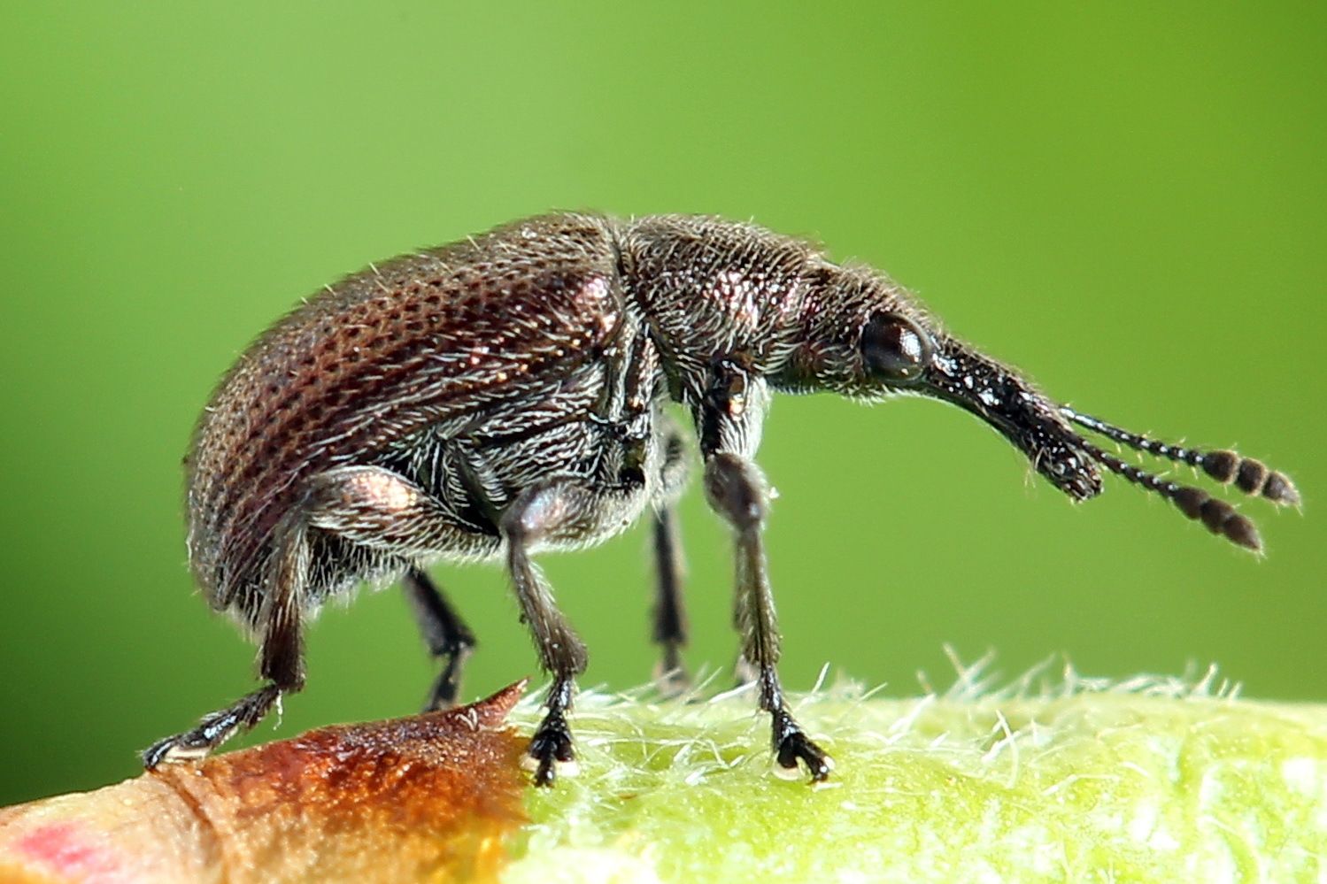 Rhynchites cupreus