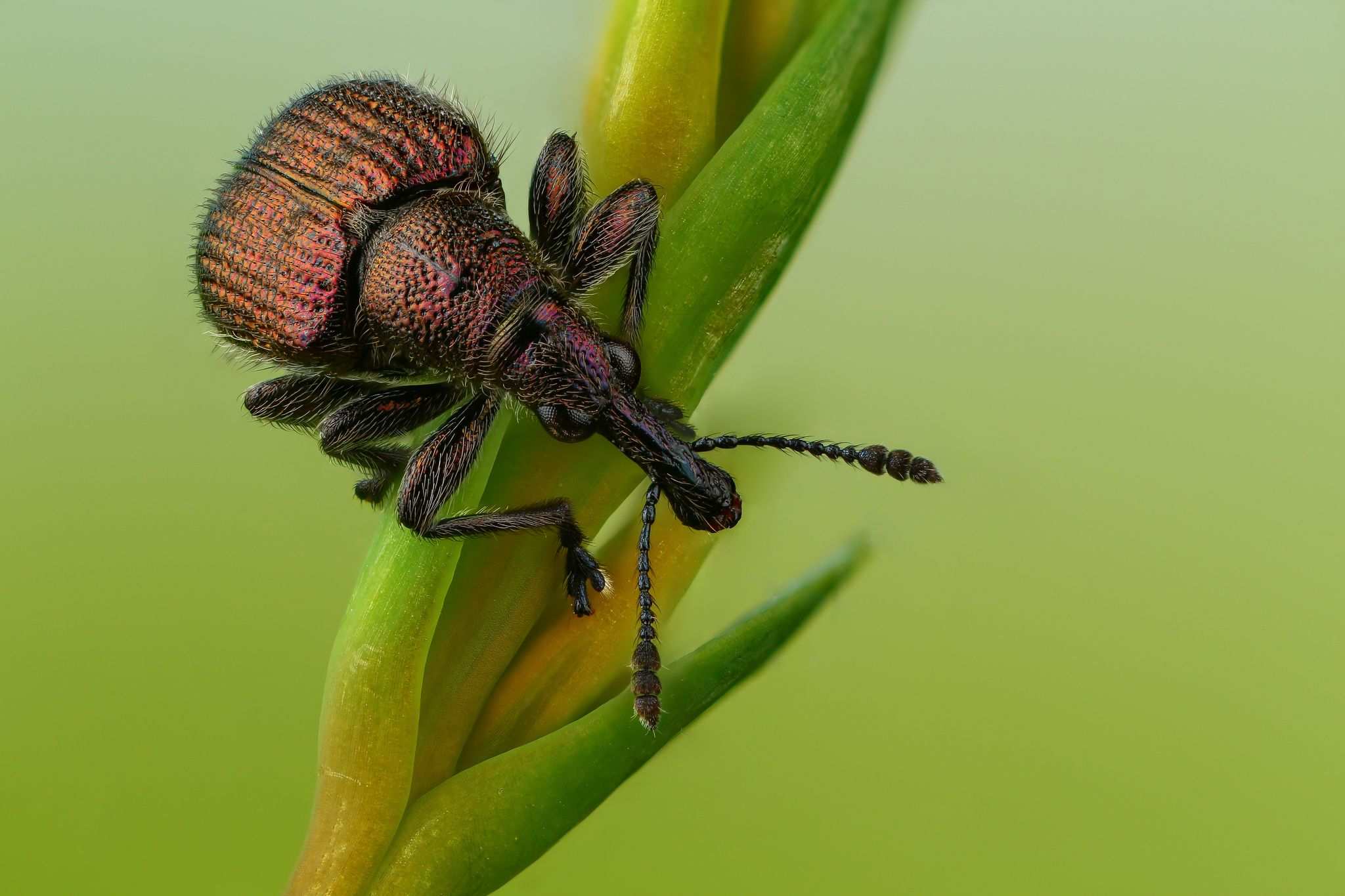 Rhynchites cupreus