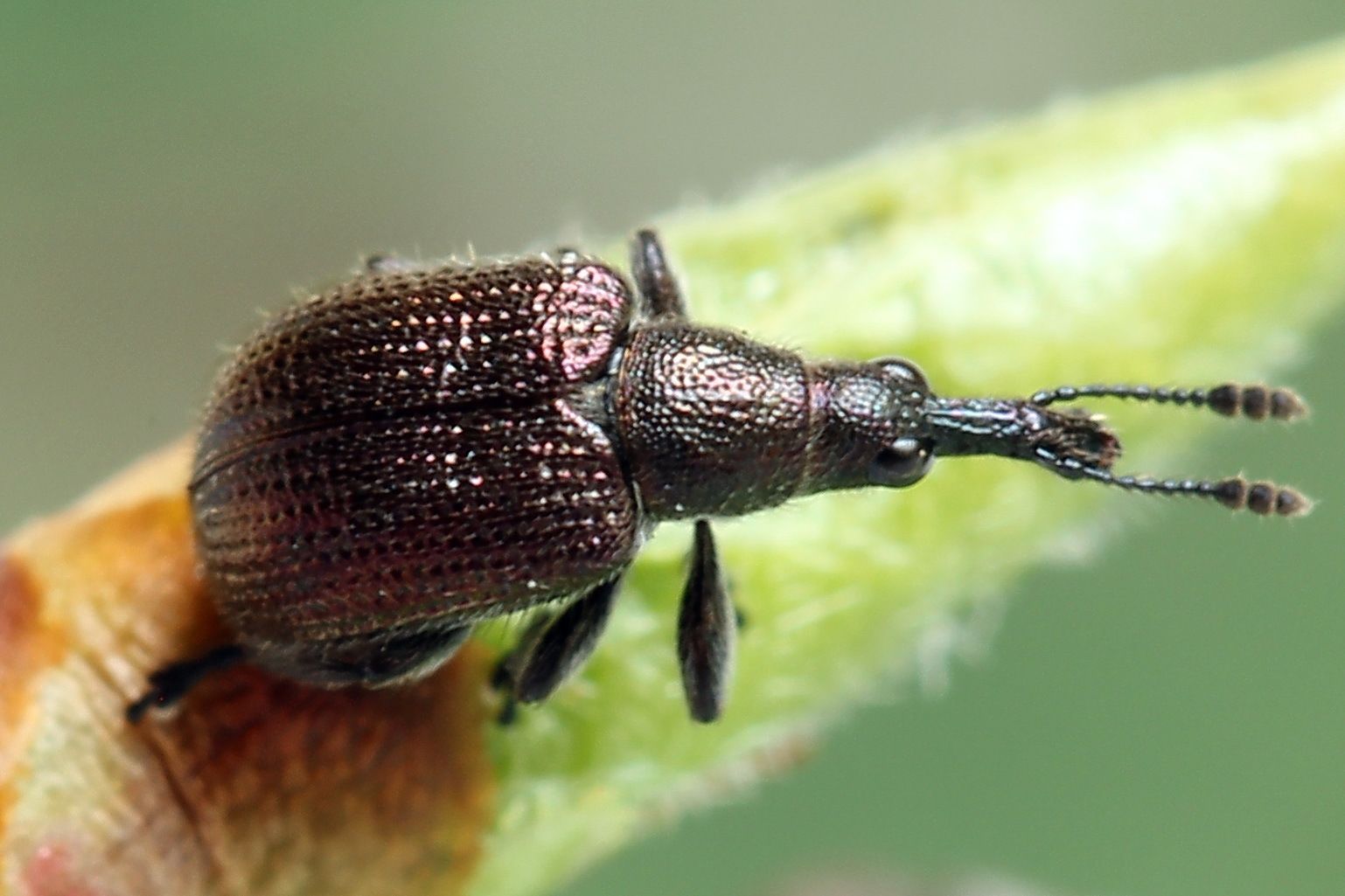 Rhynchites cupreus