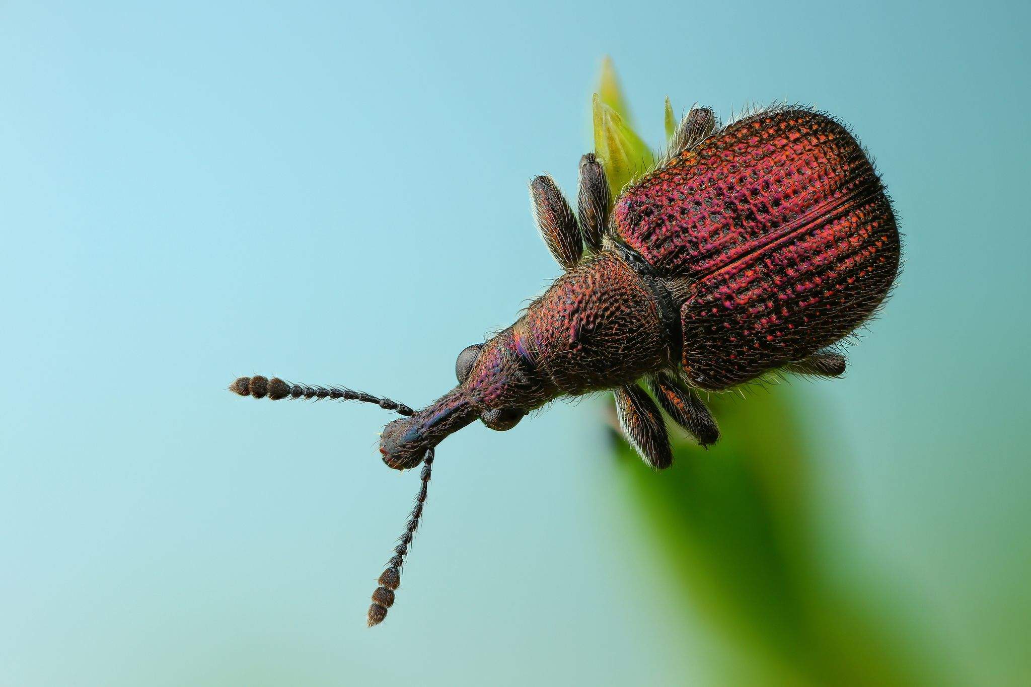 Rhynchites cupreus