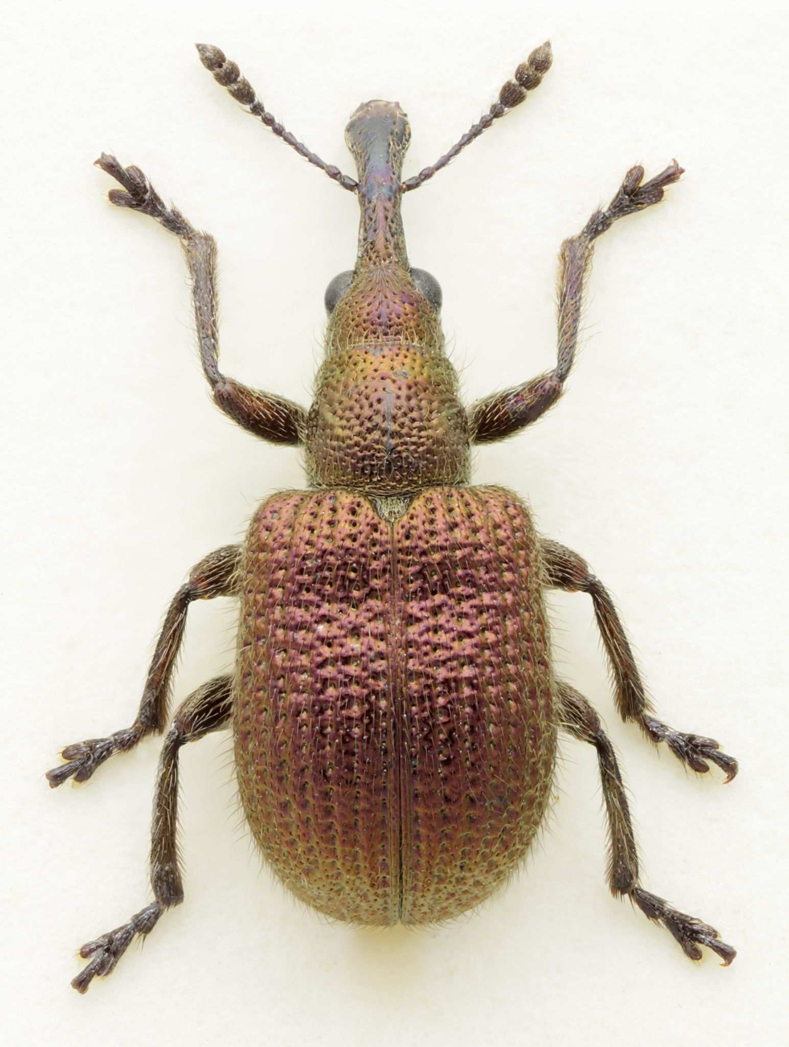 Rhynchites cupreus