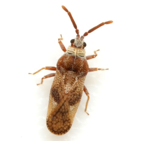 Leptoypha