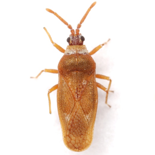 Leptoypha