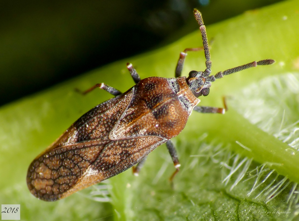 Leptoypha