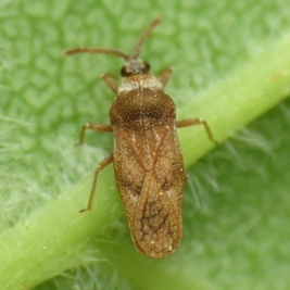 Leptoypha