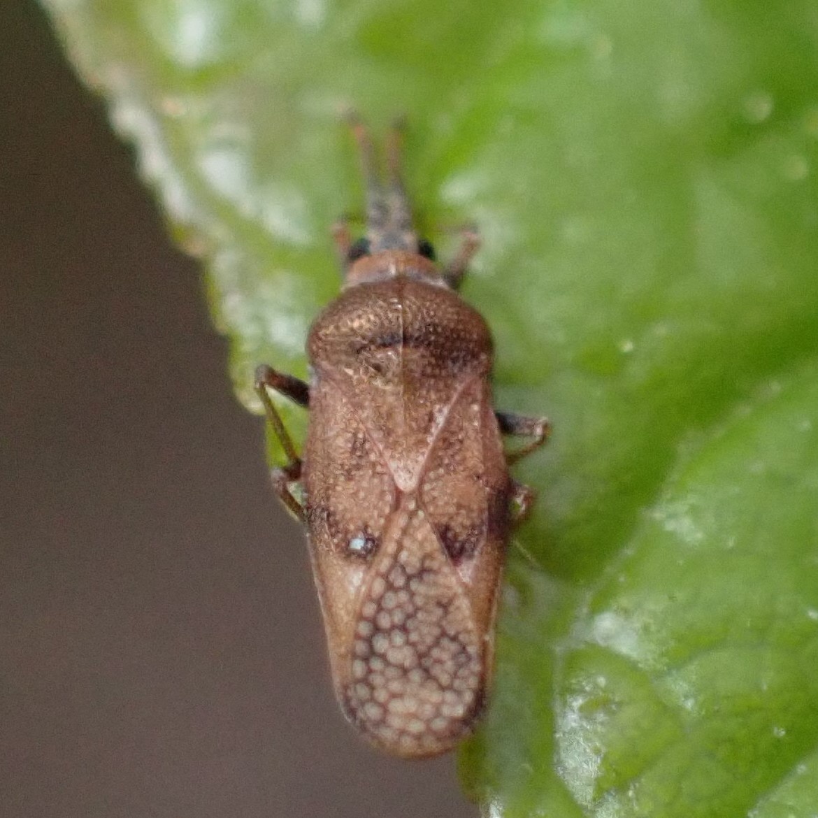 Leptoypha