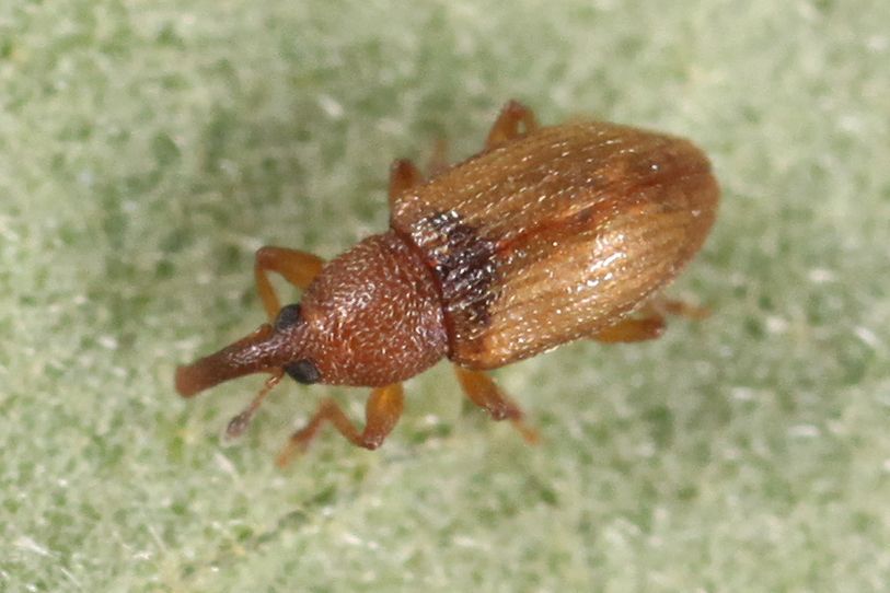 Phyllotrox