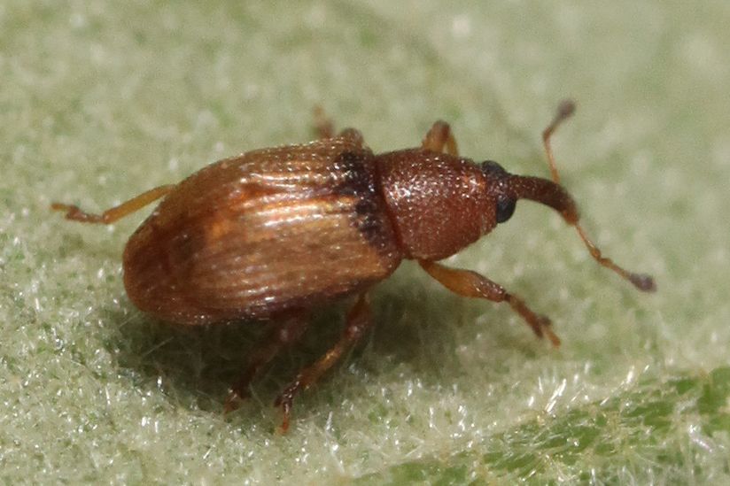 Phyllotrox