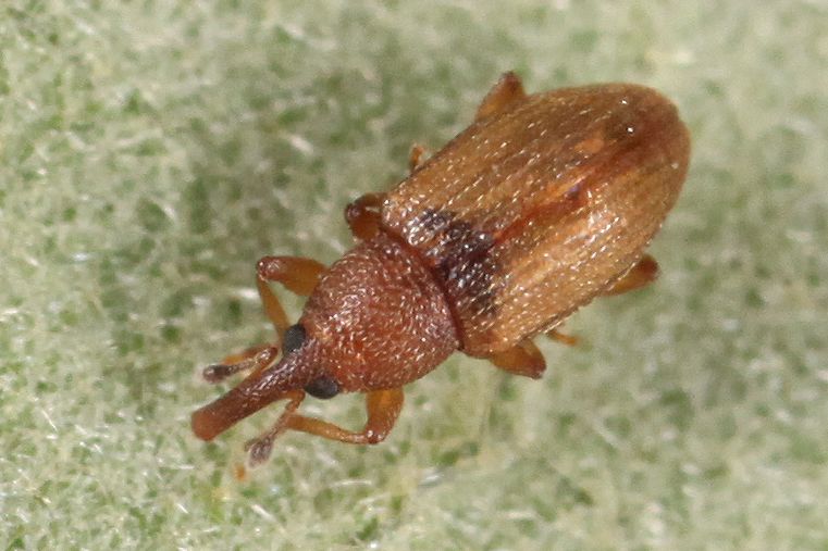 Phyllotrox
