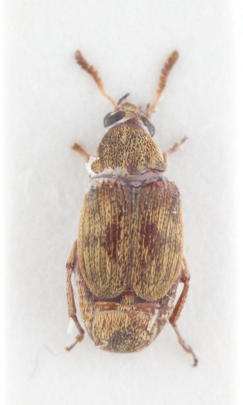 Mimosestes insularis