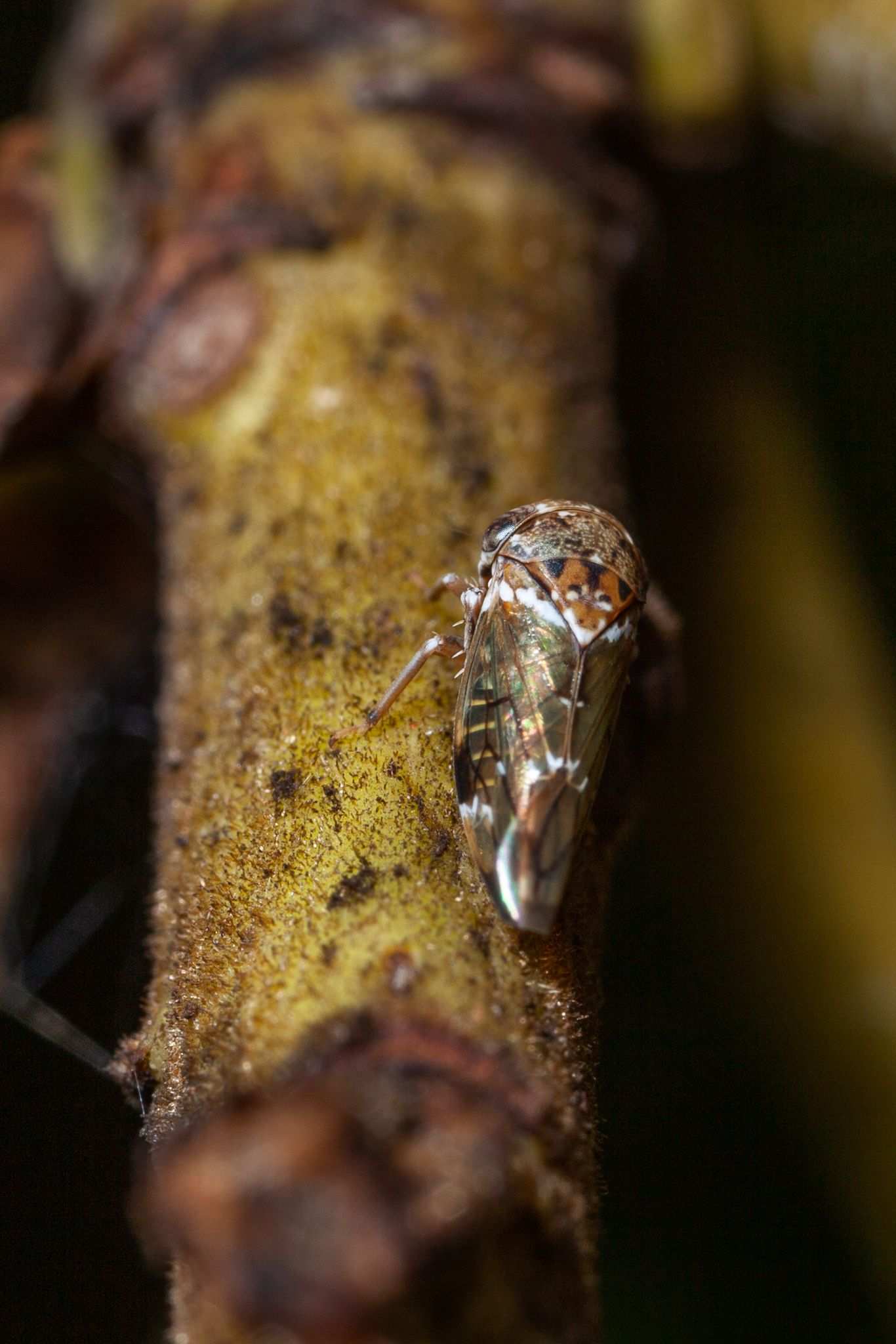 Idioscopus niveosparsus