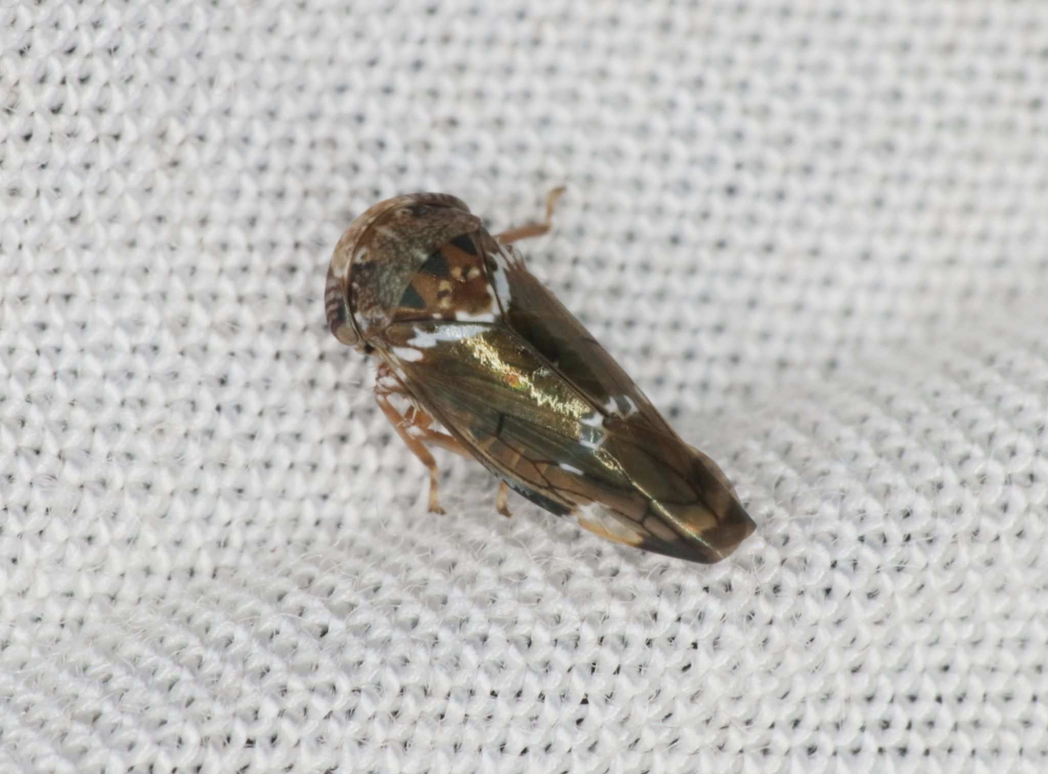 Idioscopus niveosparsus