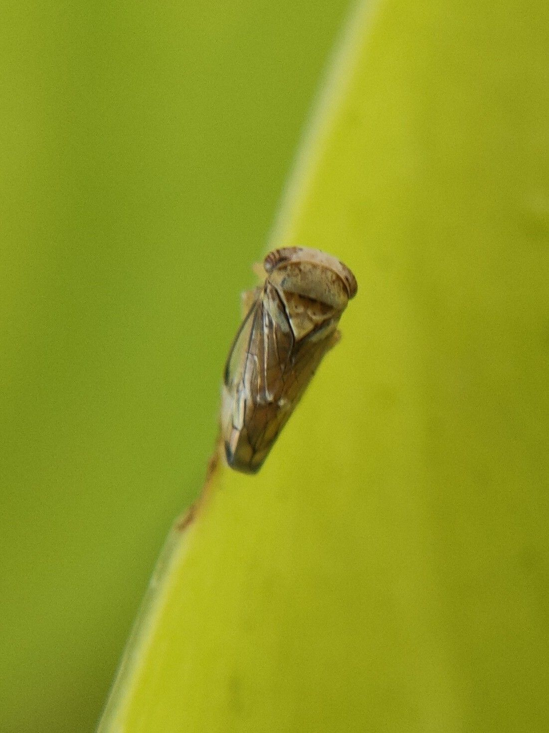 Idioscopus niveosparsus
