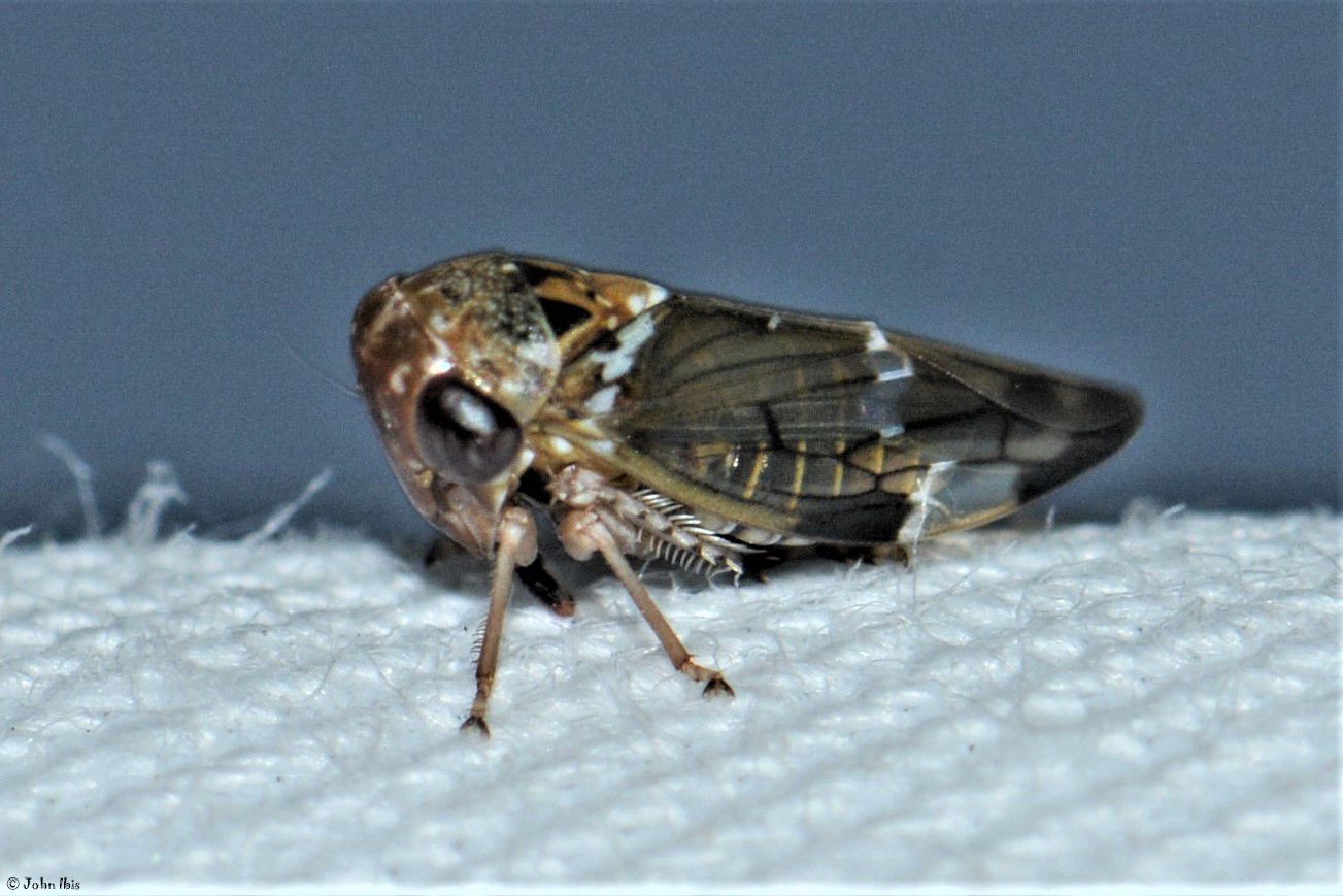 Idioscopus niveosparsus