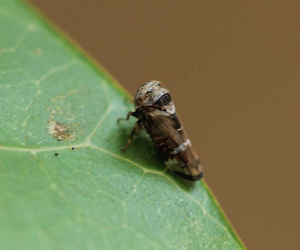 Idioscopus niveosparsus