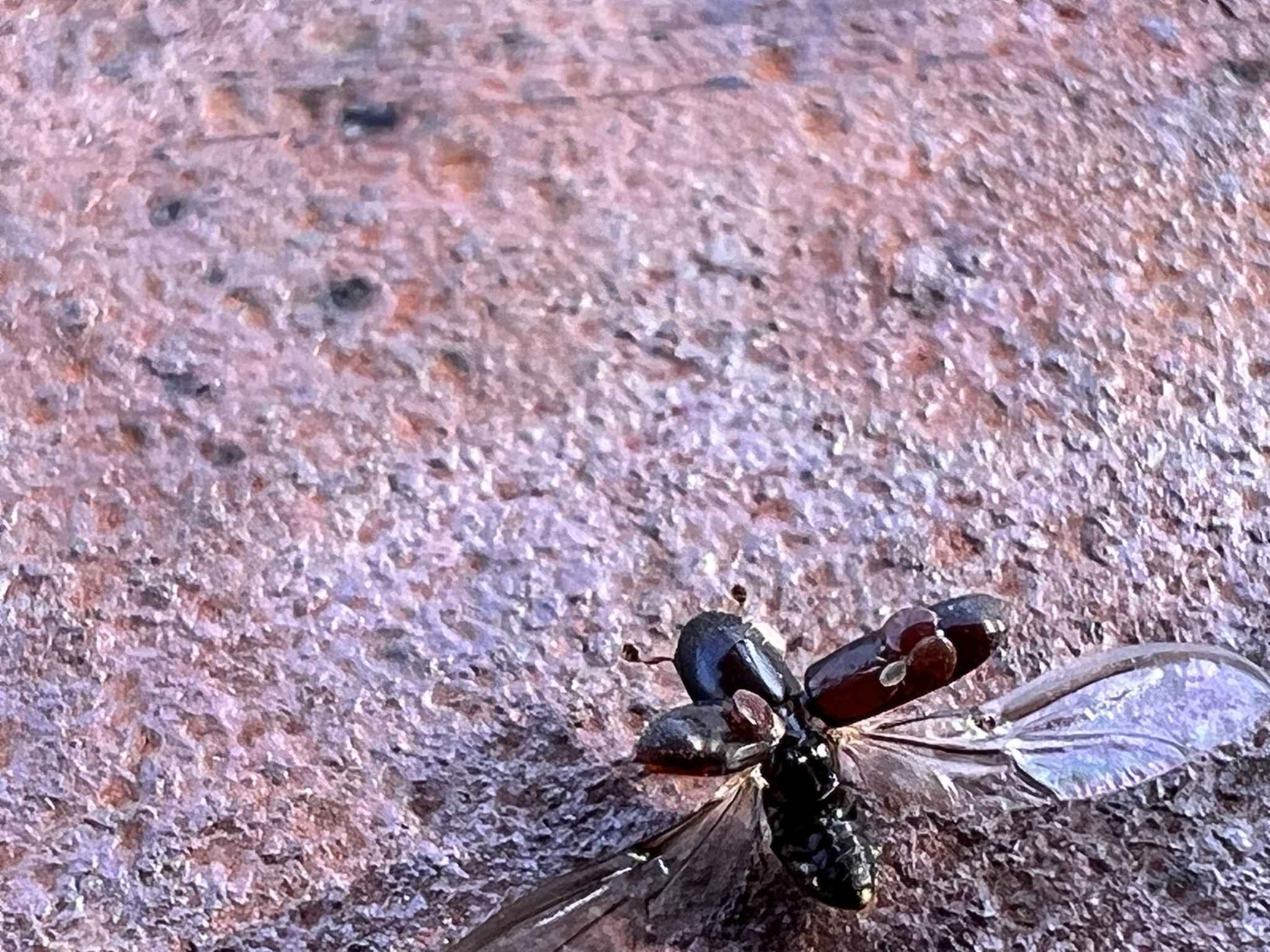 Gnathotrichus retusus