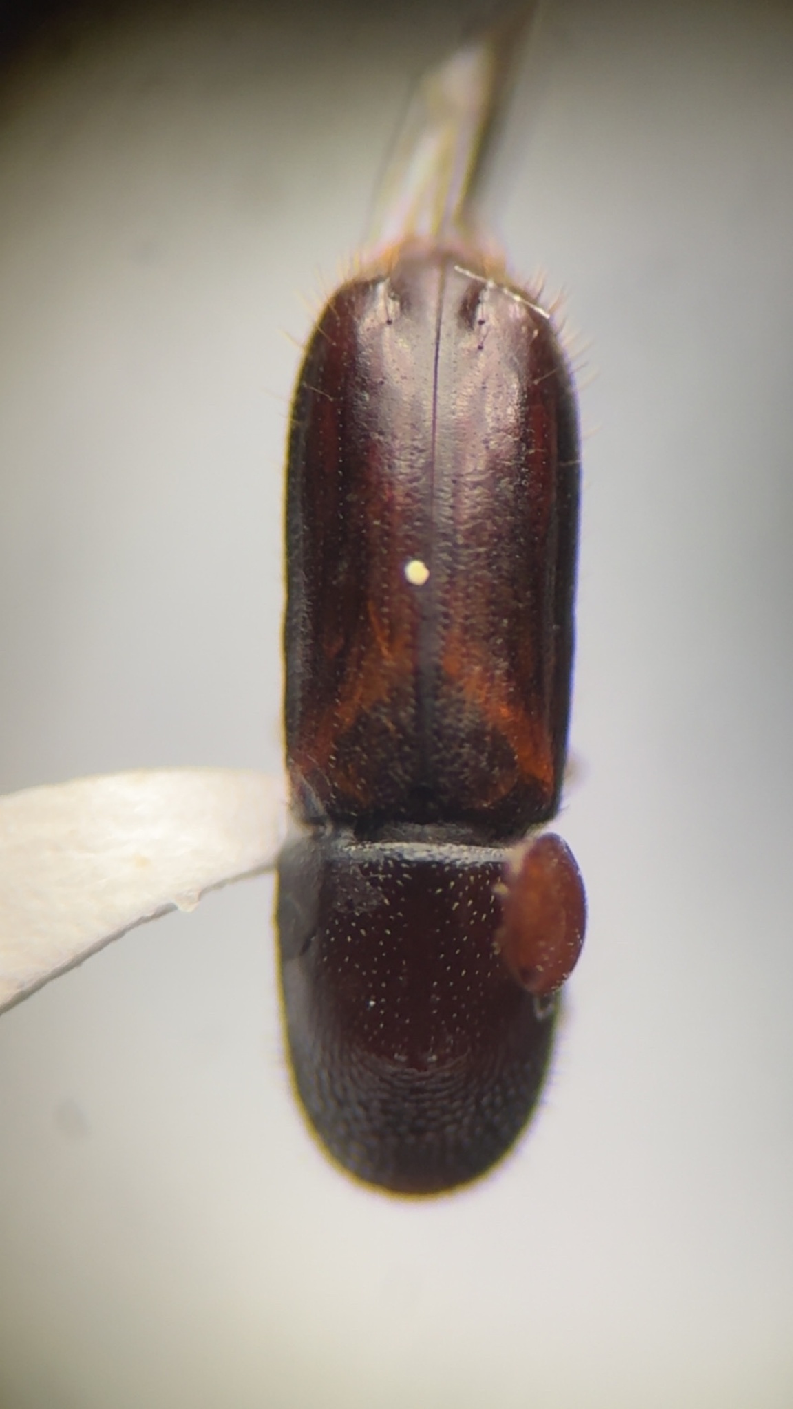 Gnathotrichus retusus