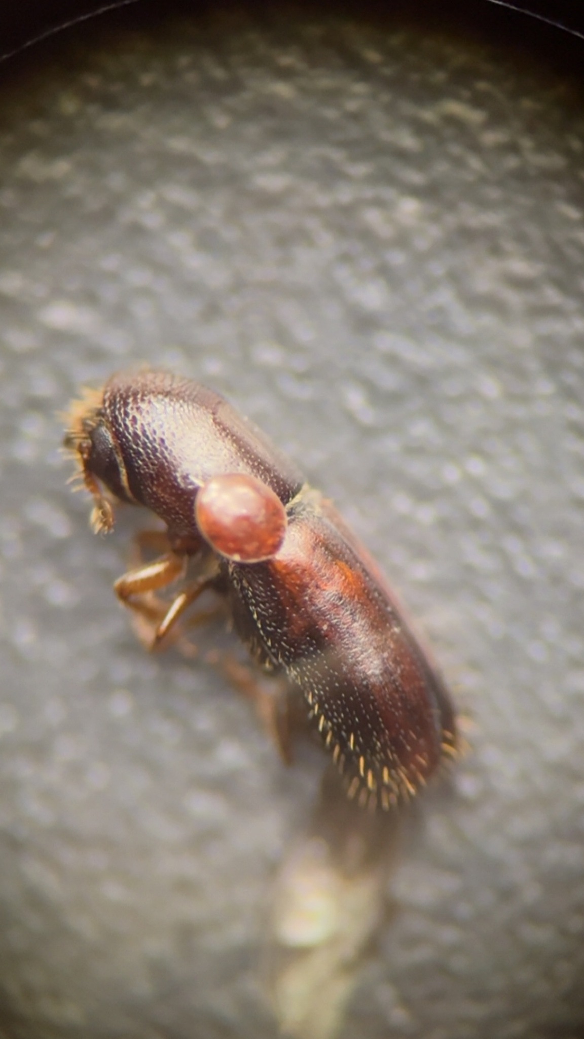 Gnathotrichus retusus