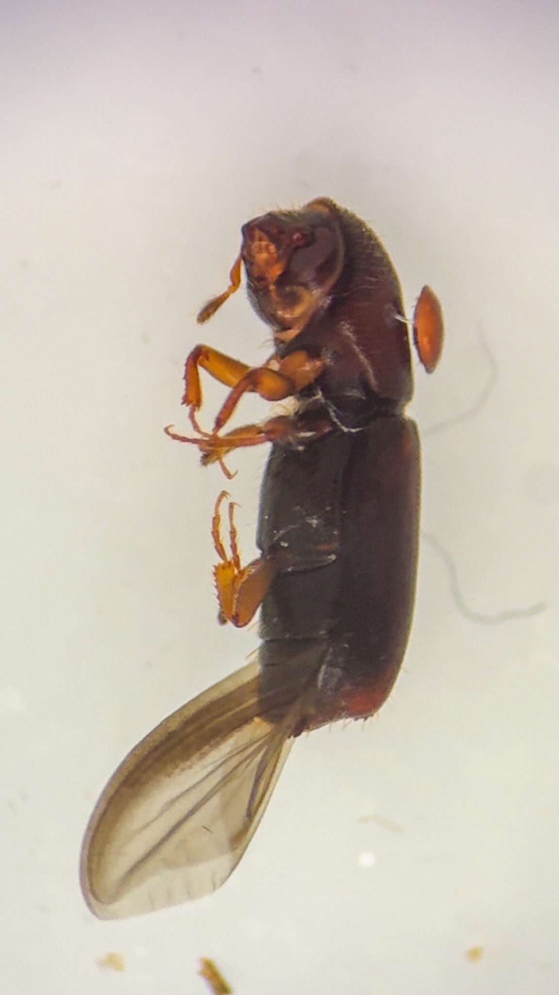 Gnathotrichus retusus