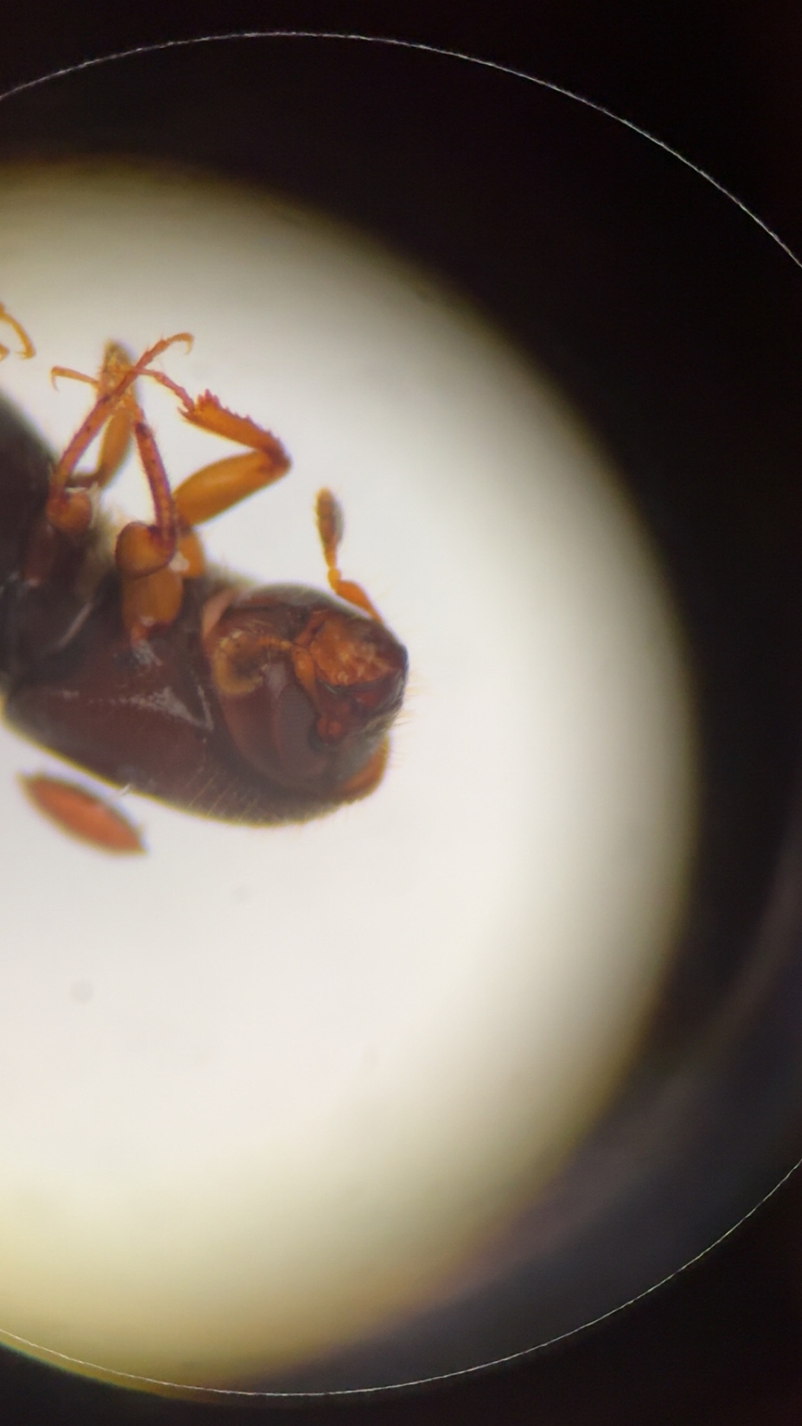 Gnathotrichus retusus