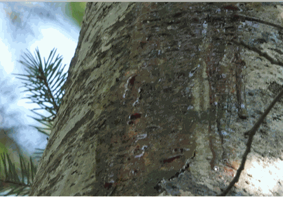 Phytophthora syringae