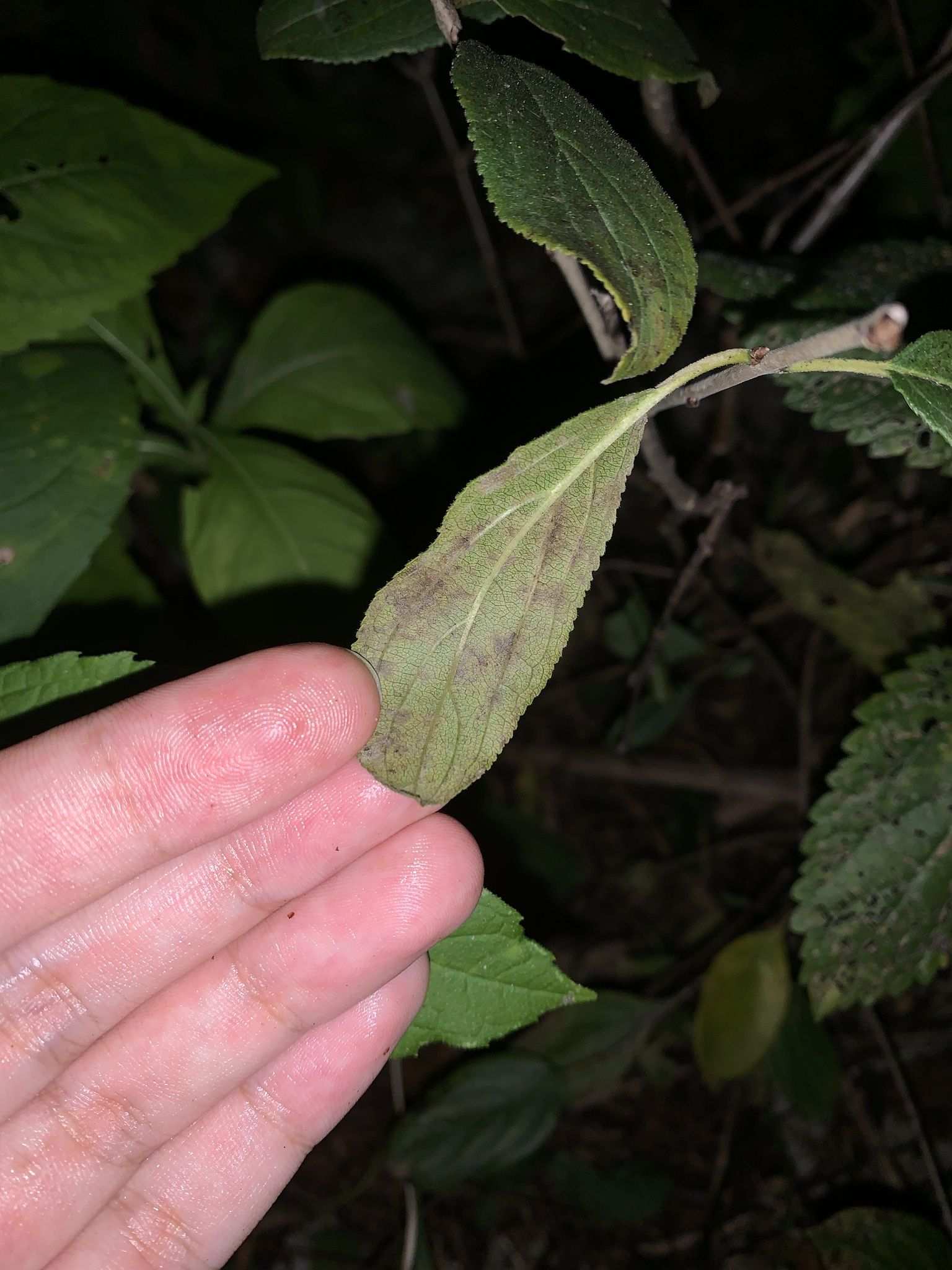 Phytophthora syringae