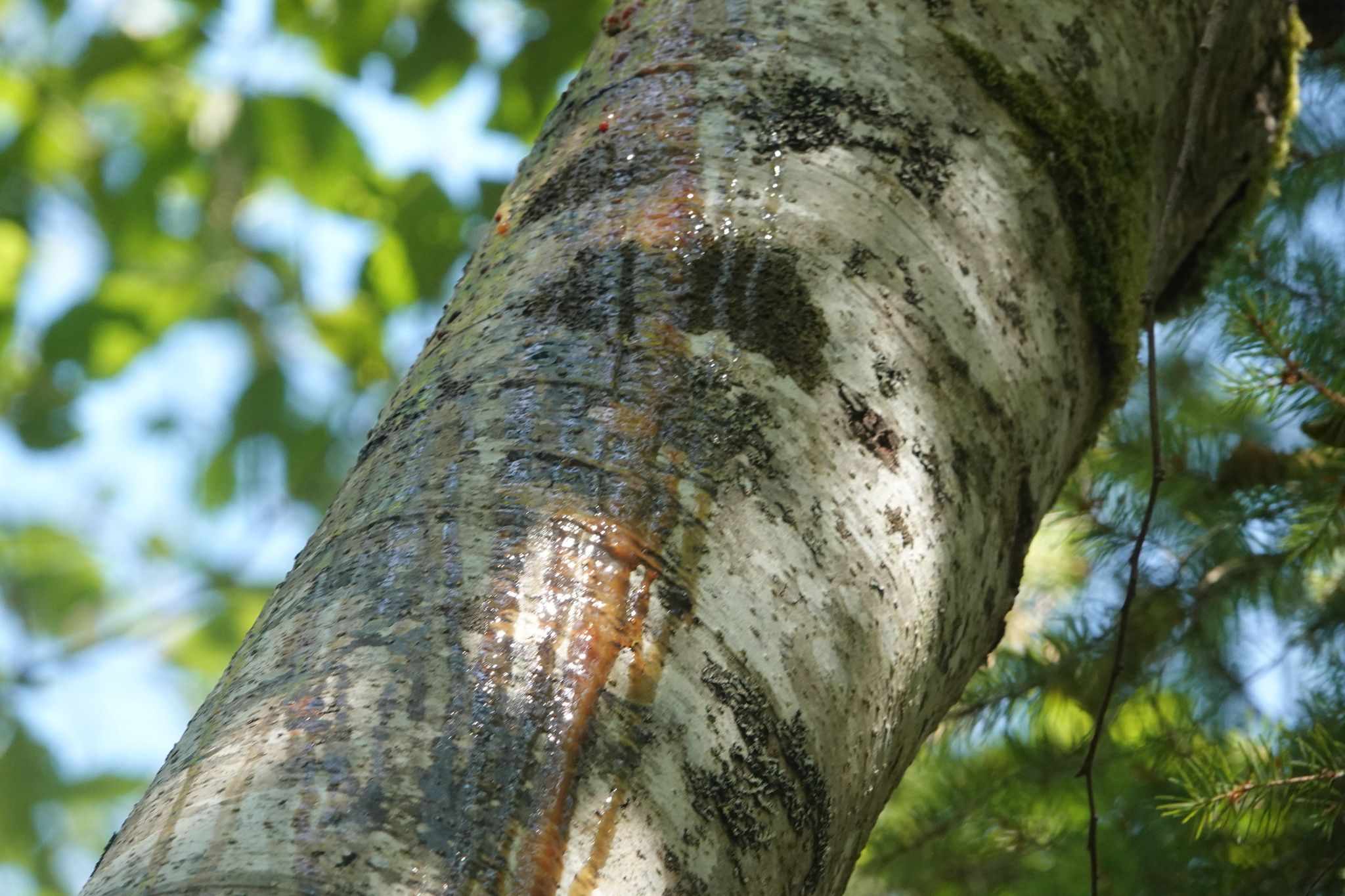 Phytophthora syringae