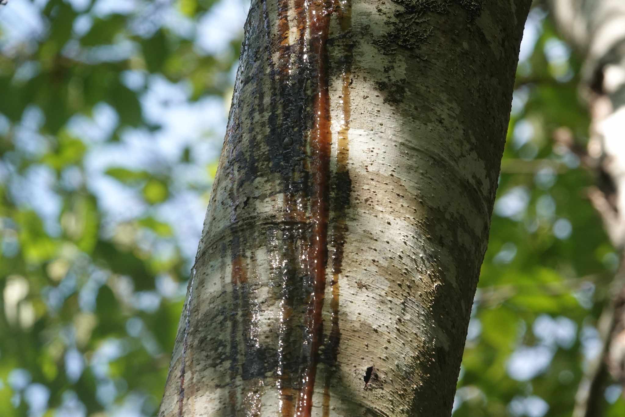 Phytophthora syringae