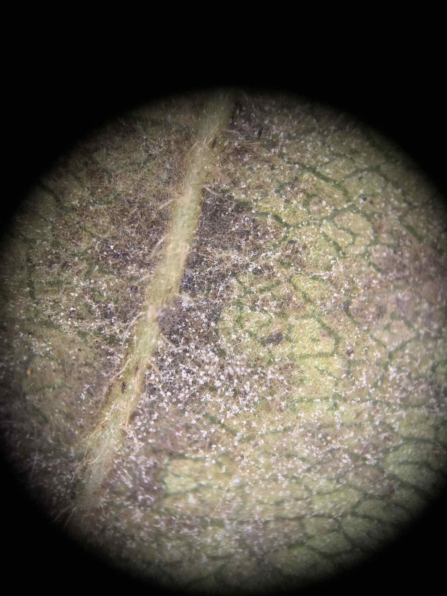 Phytophthora syringae