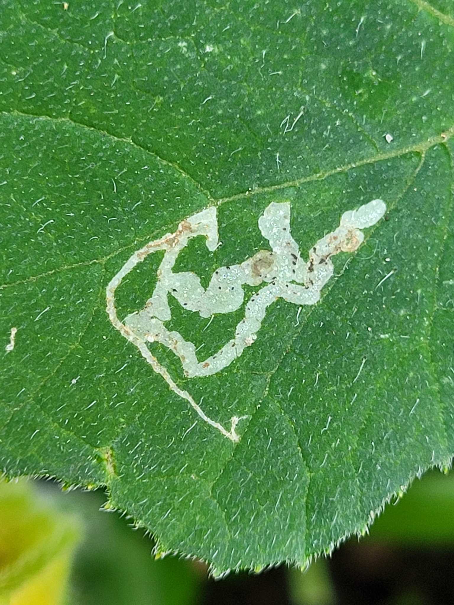 Chromatomyia horticola