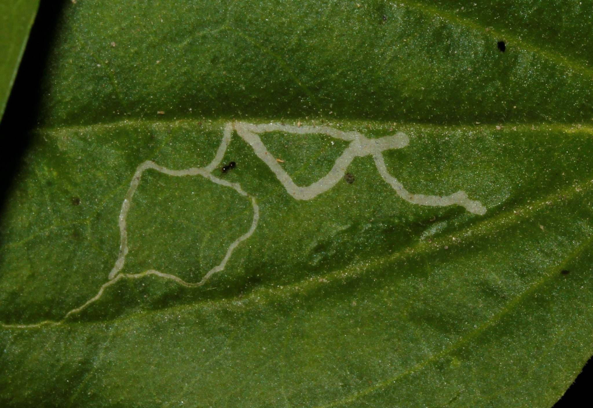 Chromatomyia horticola