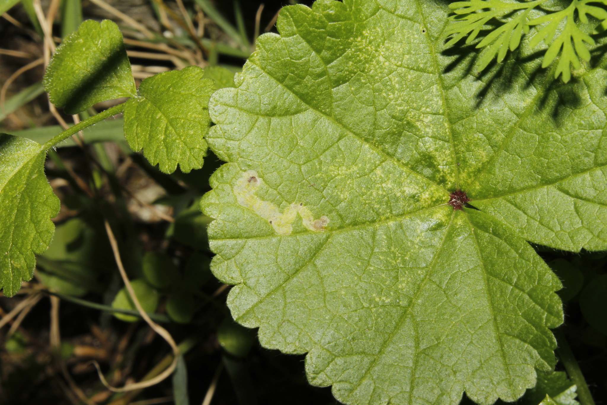 Chromatomyia horticola