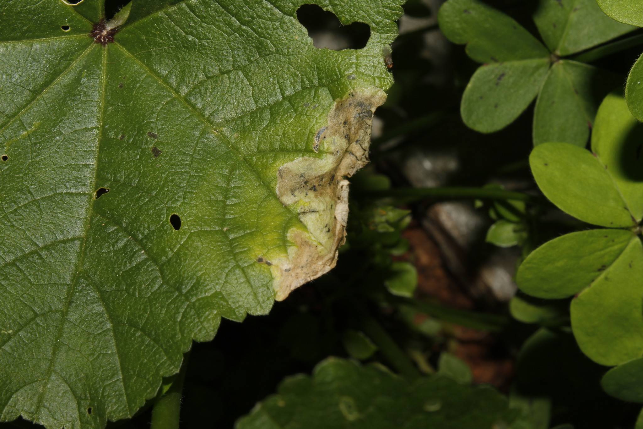 Chromatomyia horticola